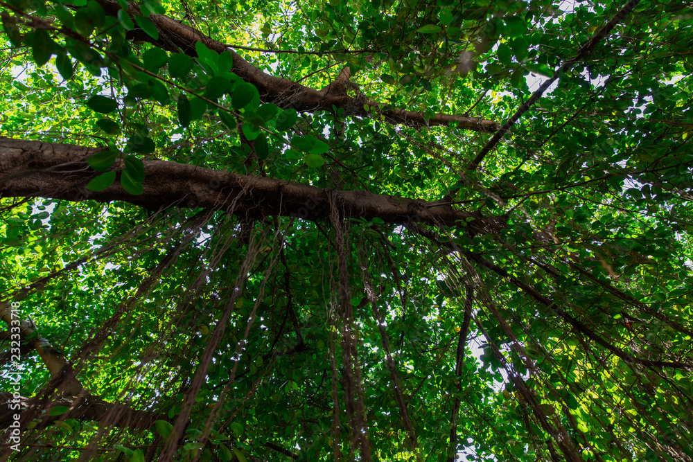 The tree is blurred, the sun shines through. The tree is blurred, the sun shines through.