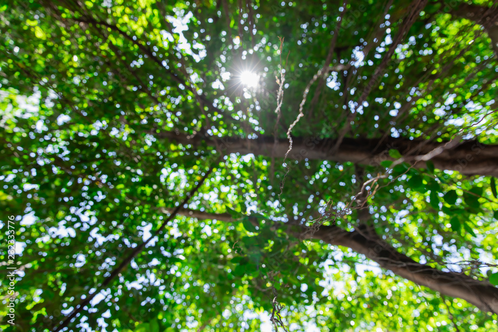 The tree is blurred, the sun shines through. The tree is blurred, the sun shines through.