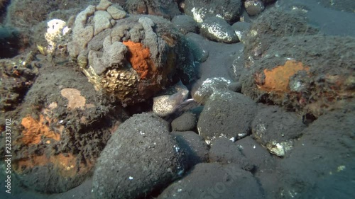 Moray Eel looks out from under stone on the seabed. Greyface Moray - Gymnothorax thyrsoideus, Bali, Oceania, Indonesia  photo