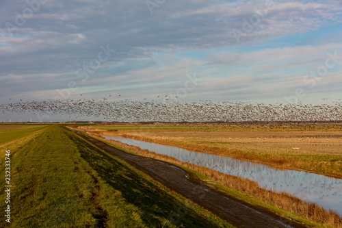 Large flock of bram geese approaching field after crossing sea