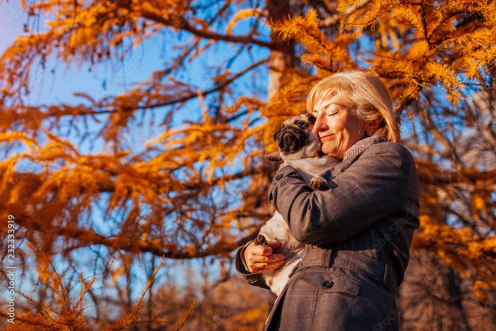 Master walking pug dog in autumn park. Happy woman hugging pet. Master walking pug dog in autumn park. Happy woman hugging pet.