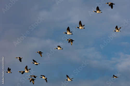 Barnacle geese flying in sunset
