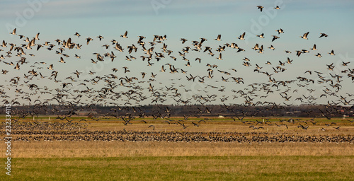 Foto Bram geese flying over a field near the Wadden Sea, Denmark