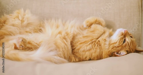 Cute ginger cat sleeping on beige chair. Fluffy pet dozing belly up. Cozy home.