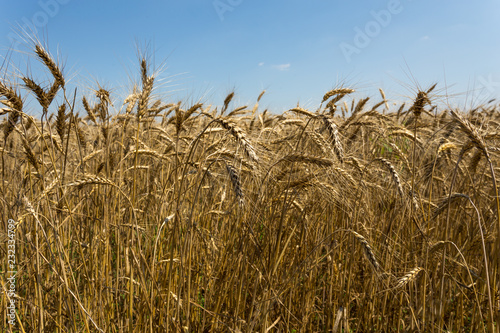 Summer wheat field