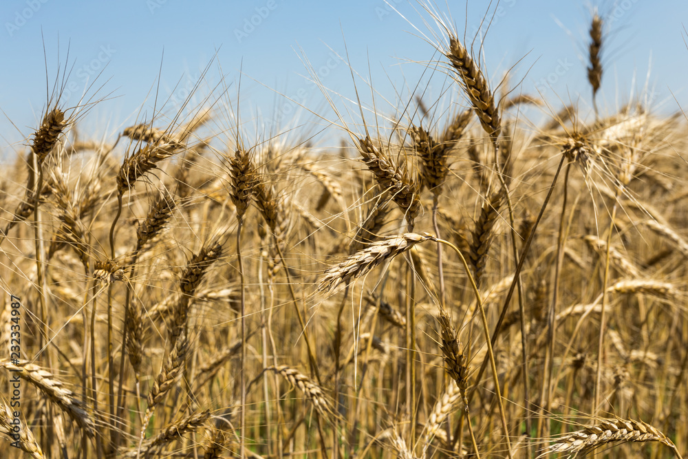 Fototapeta premium Summer wheat field