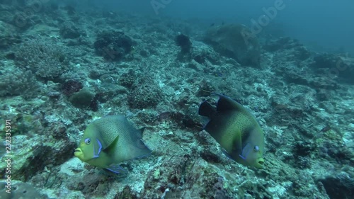 Pair of Angelfish feed on a coral reef. Semicircle Angelfish or Koran Angelfish - Pomacanthus semicirculatus, Bali, Oceania, Indonesia  photo