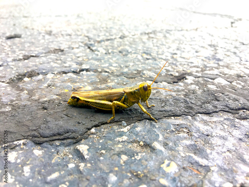 Close Grasshopper on Ground