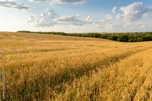 Wheat field and clouds © sveten