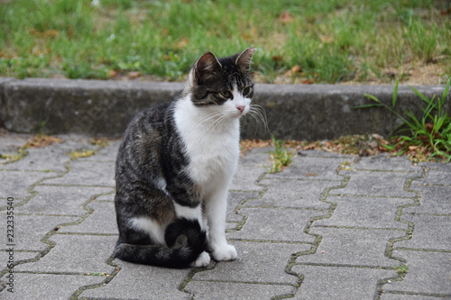 black and white cat sitting on a concrete road © Kinga