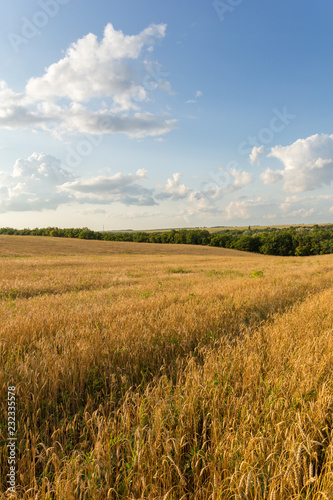 Wheat field and clouds