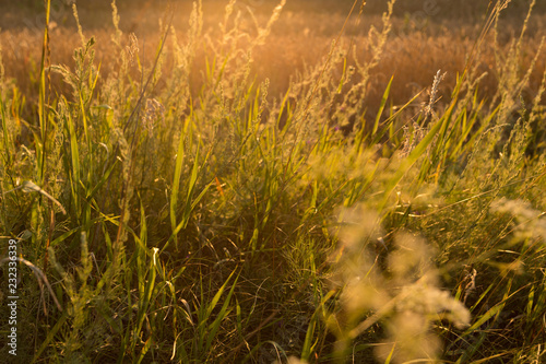 Golden wild grass at sunset
