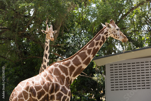 Canvas Print portrait of a giraffe