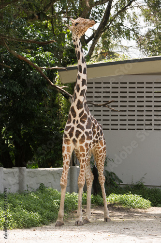 Photography portrait of a giraffe