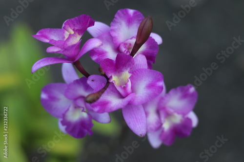 Orchid purple flowers in the same cluster