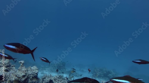 School of Dark Banded Fusilier, Pterocaesio tile swim in the blue water, Indian Ocean, Maldives photo