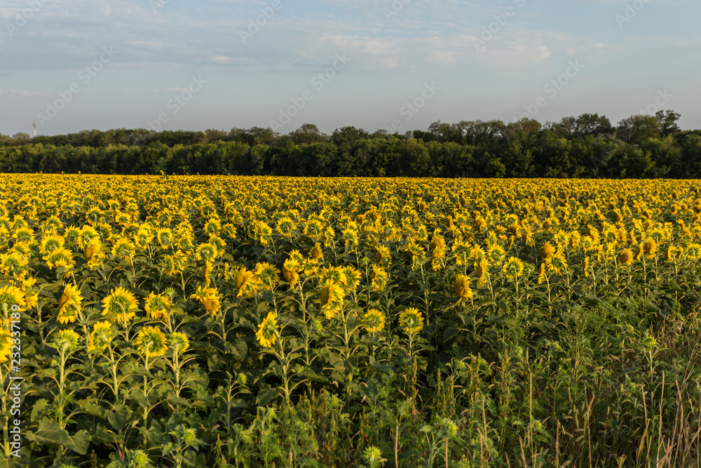 Sunflowers field in the evening