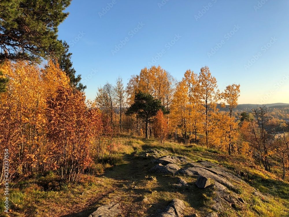 Fototapeta premium 1