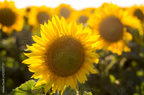 Sunflowers in the field close-up