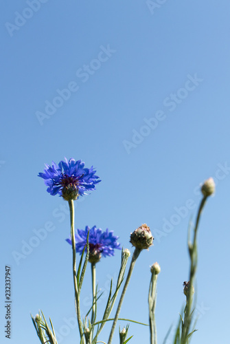 Cornflowers in the field