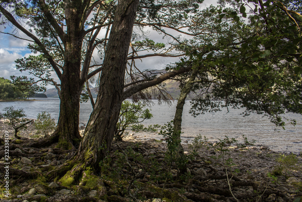 Trees at lakeside, Loch Maree, Scotland