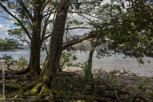 Fototapeta Naklejka Na Ścianę i Meble -  Trees at lakeside, Loch Maree, Scotland