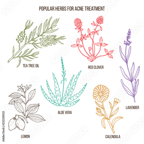 Collection of herbs for acne treatment.