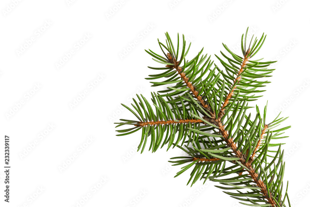 Christmas-tree branch isolated on a white background.