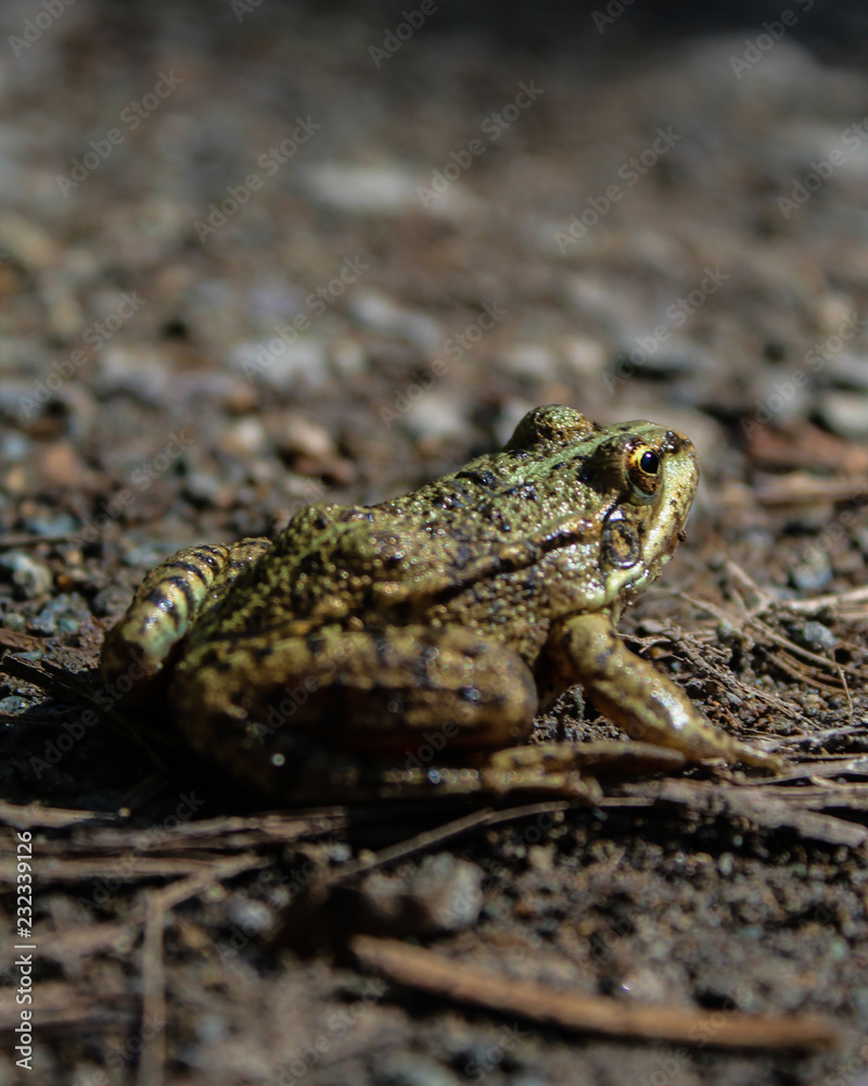 Obraz premium green frog