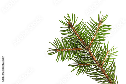 Christmas-tree branch isolated on a white background.