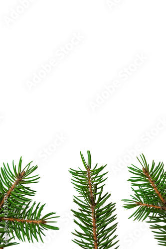 Christmas tree branches on a white isolated background.