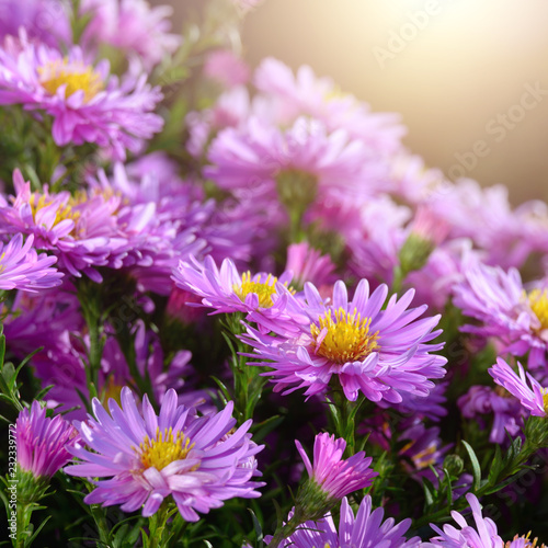 Violet Asters