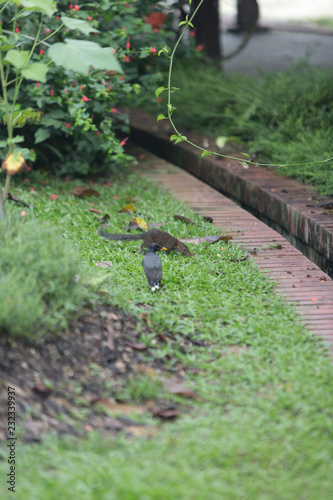 squirrel in the garden