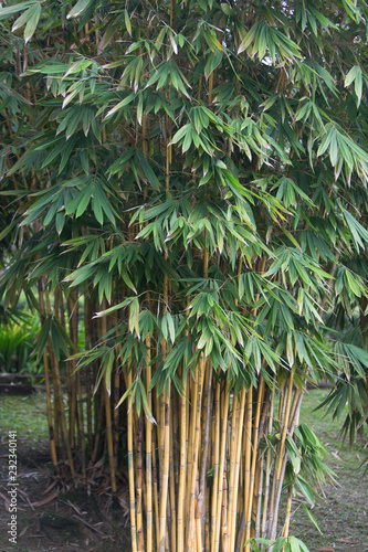 bamboo in the garden