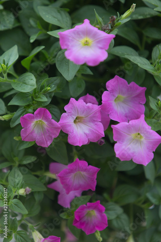 pink flowers in the garden