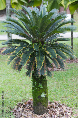 palm tree in the garden