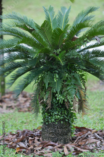 palm tree in the garden