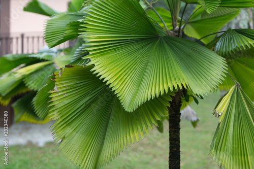 green palm leaf