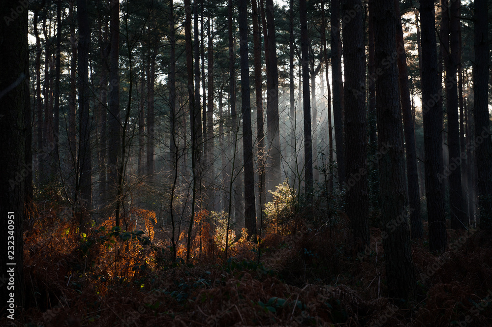 Fototapeta premium Forest Mist