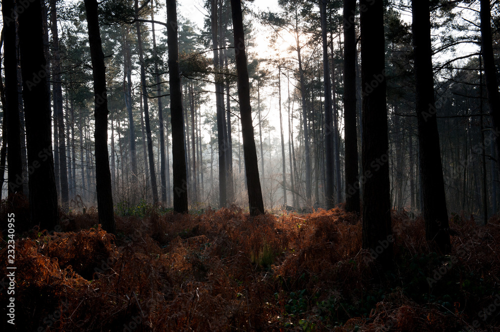 Fototapeta premium Forest Mist 2