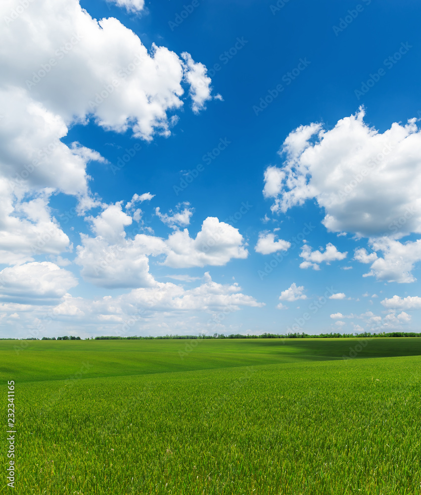 Fototapeta premium agriculture green field and blue sky with clouds