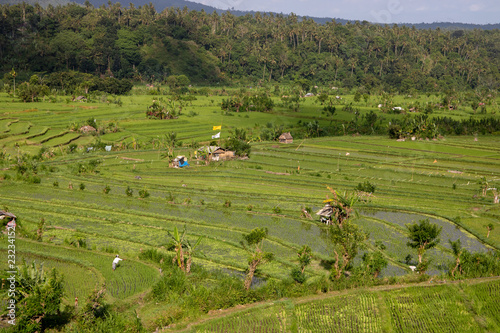 Holiday Bali Indonesia people working in rice field 