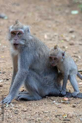 monkey forrest Bali Indonesia Ubud