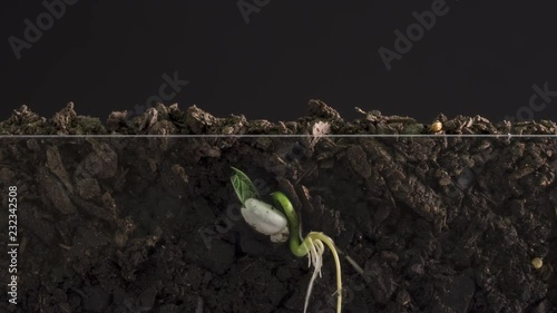 Time Lapse of seed germination and growing from underground with roots.