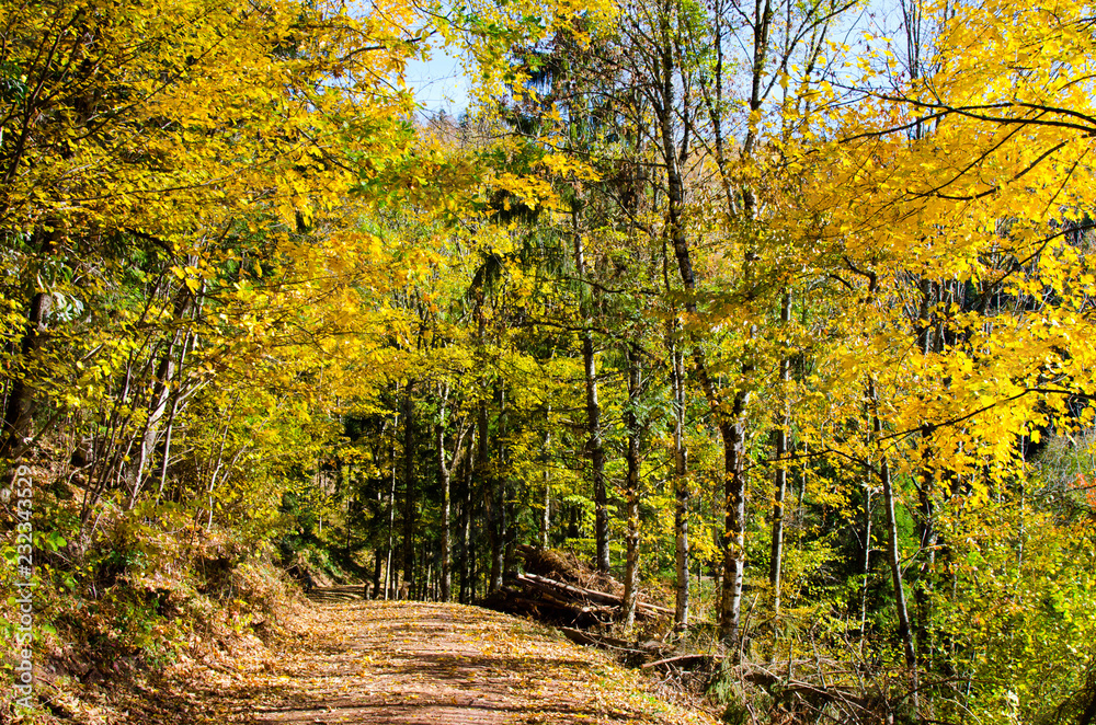Naklejka premium Bunter Wald im Schwarzwald im Herbst