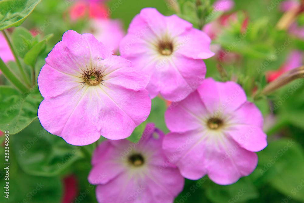 Petunia, Colorful Petunias Flower Nature Image Background Petunia, Colorful Petunias Flower Nature Image Background