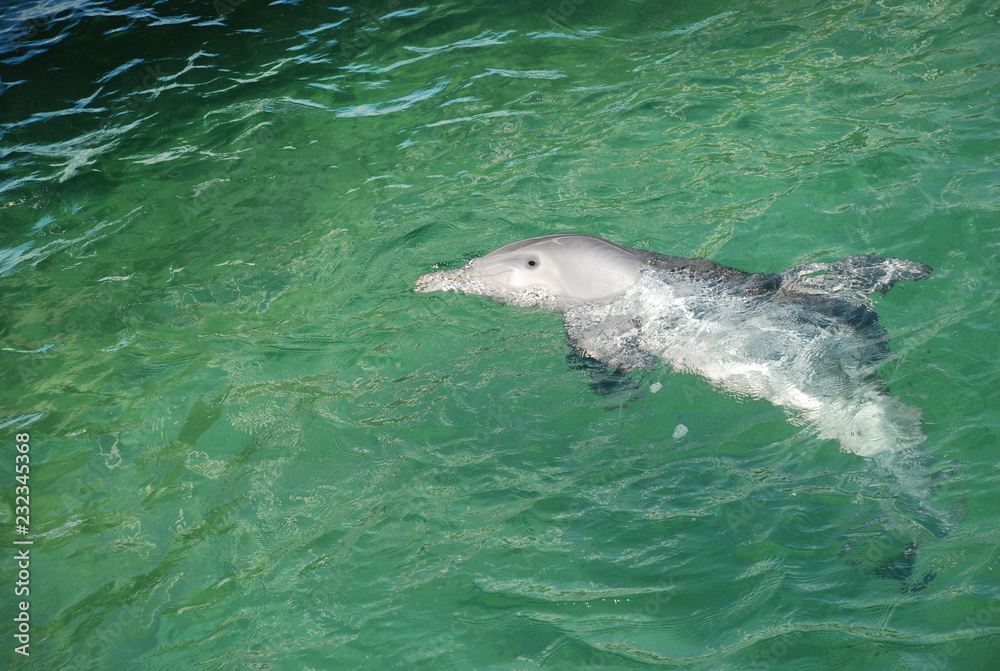 Obraz premium delfin w morzu