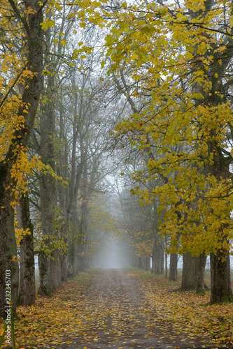 Misty walk path