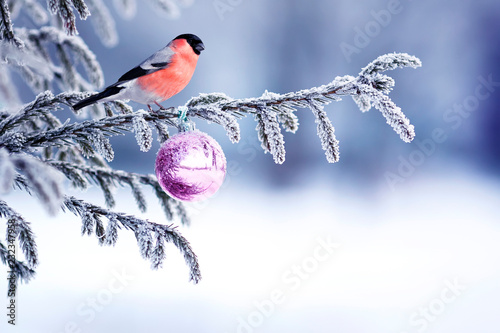 Photo natural winter background with a beautiful bird red bullfinch sitting on a Chris