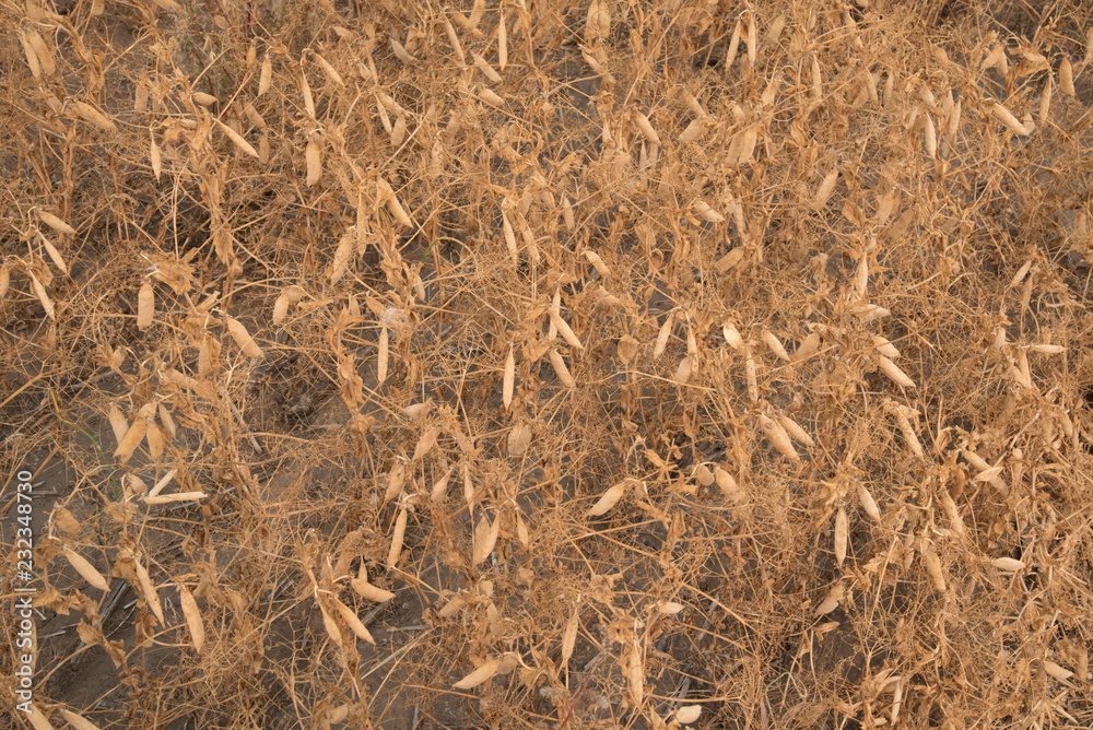 A ripe crop of field peas on a Saskatchewan farm creates an interesting pattern or background